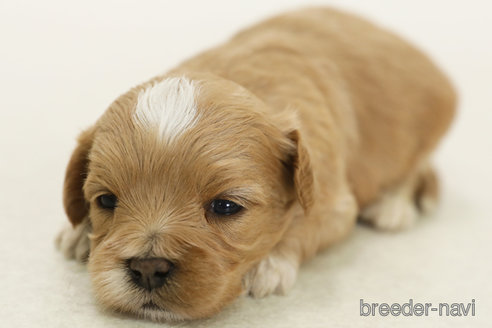 販売中の神奈川県のミックス犬-386723の2枚目